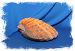 Морская раковина Львиная Лапа, Sea shell Nodipecten nodosus