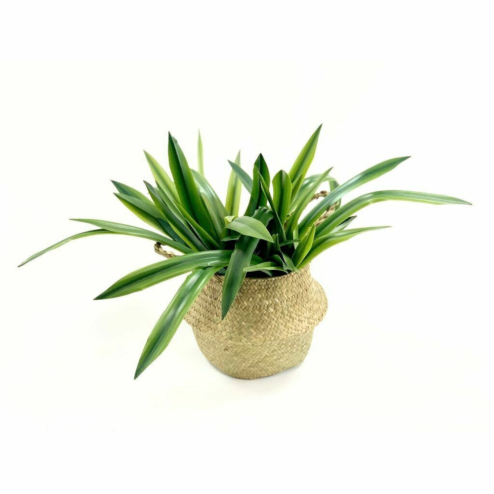 Цимбидиум 55см 7 листов