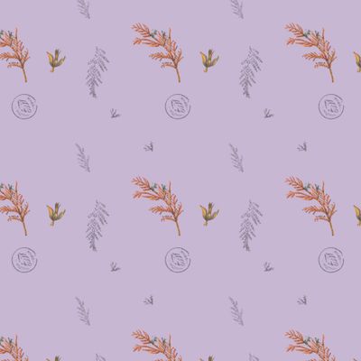 Сухоцвет Туя