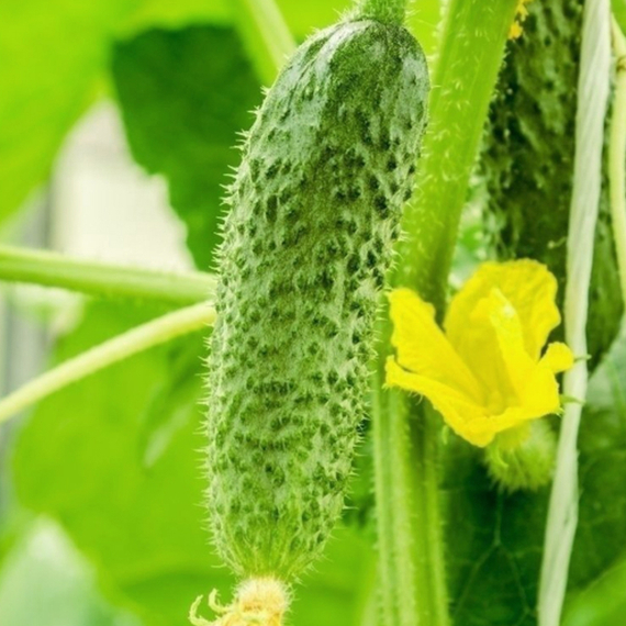 Диригент F1 семена огурца партенокарпического (Rijk Zwaan / ALEXAGRO) культура – фото 6