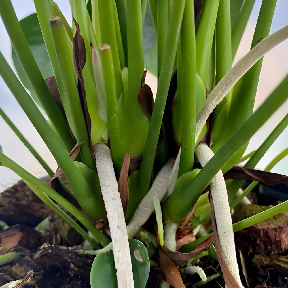 Антуриум Андре BAMBINO RED