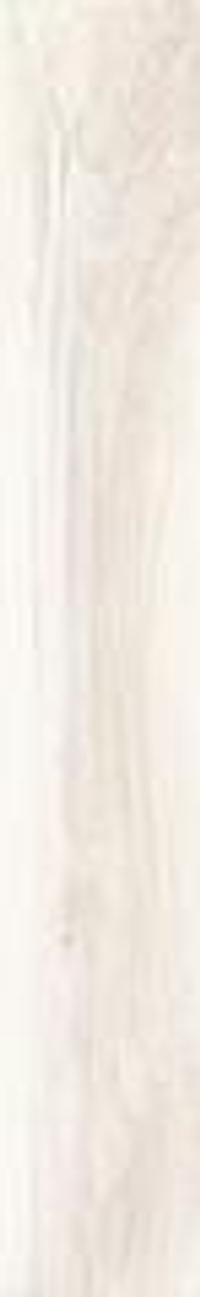 Rondine Living Bianco 15x100