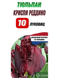 Тюльпан Луковица, Криспи Реддино, 10шт