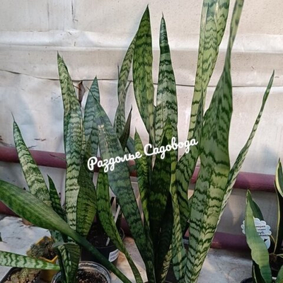 Сансевиерия Зеланика