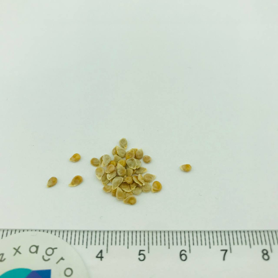 АМФИОН F1 семена томата Vilmorin семена купить – фото 6