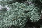 Голубая ель искусственная «Лагуна» (Литая хвоя) 250 см / 2,5 м