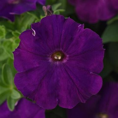 S6096 Петуния кустовая Multiflora MIRAGE PURPLE 100 шт.