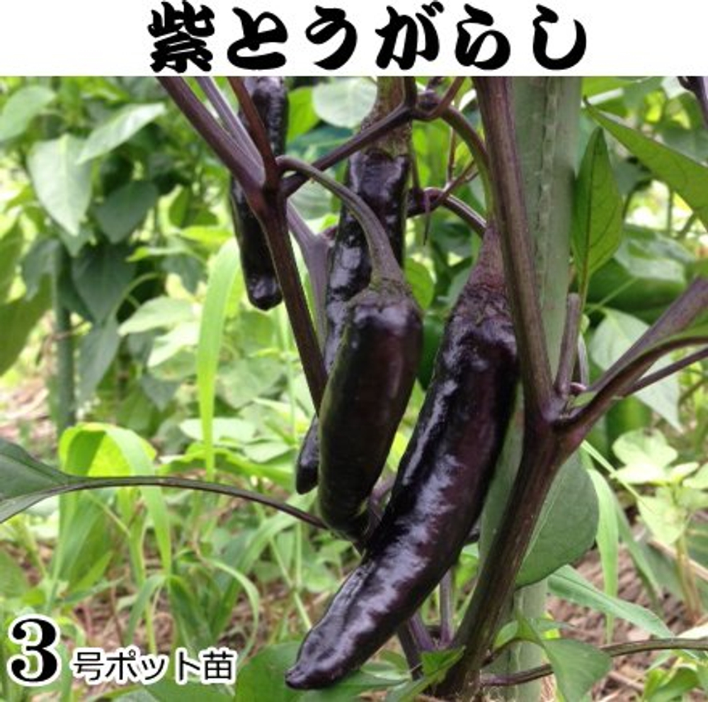 Сладкий Фиолетовый Японский Чили Перец Мурасаки Тогараши Ямато - 紫とうがらし