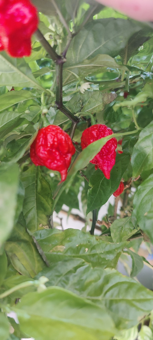 Семена Carolina Reaper