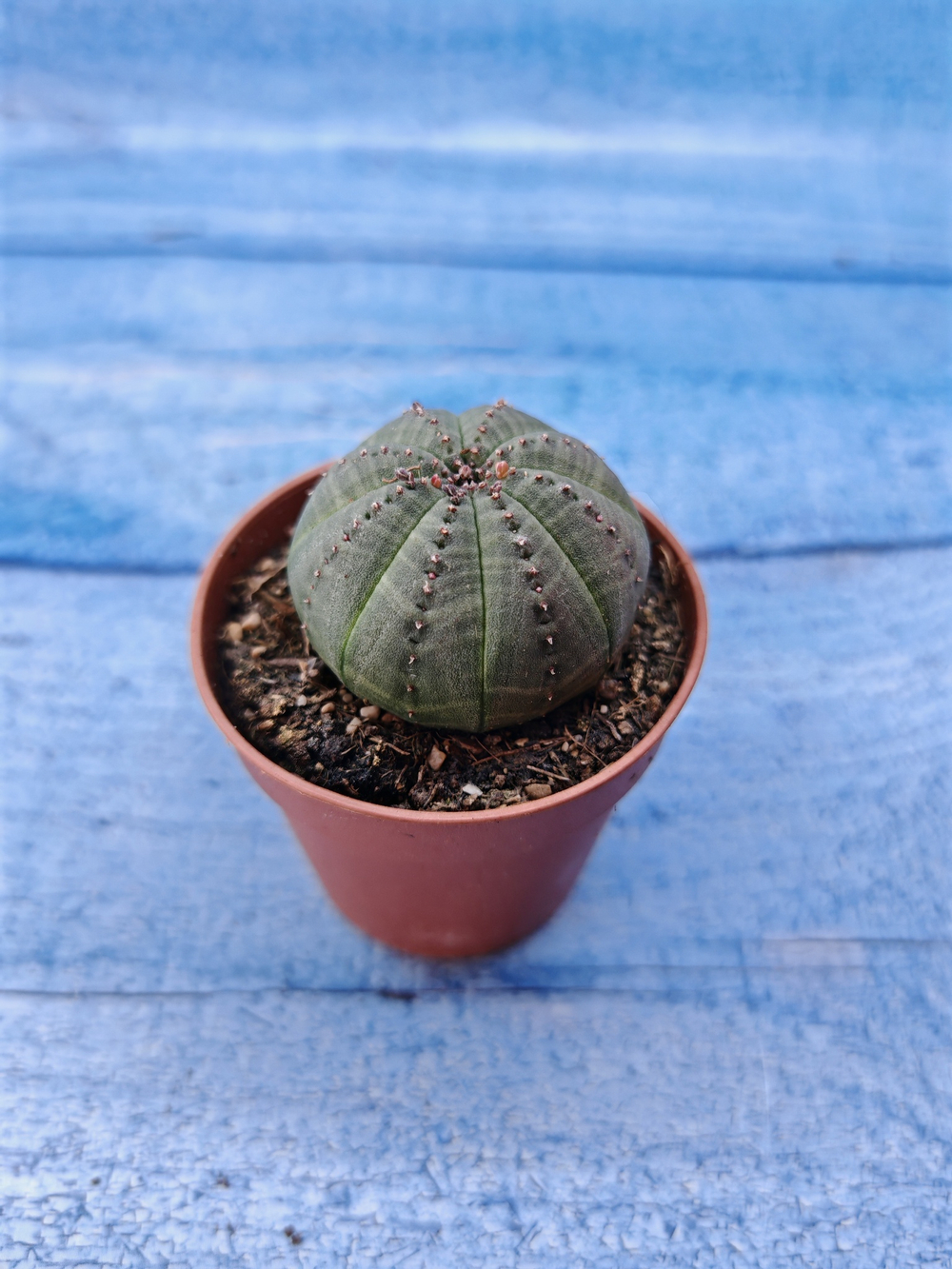 Euphorbia Obesa (Эуфорбия)