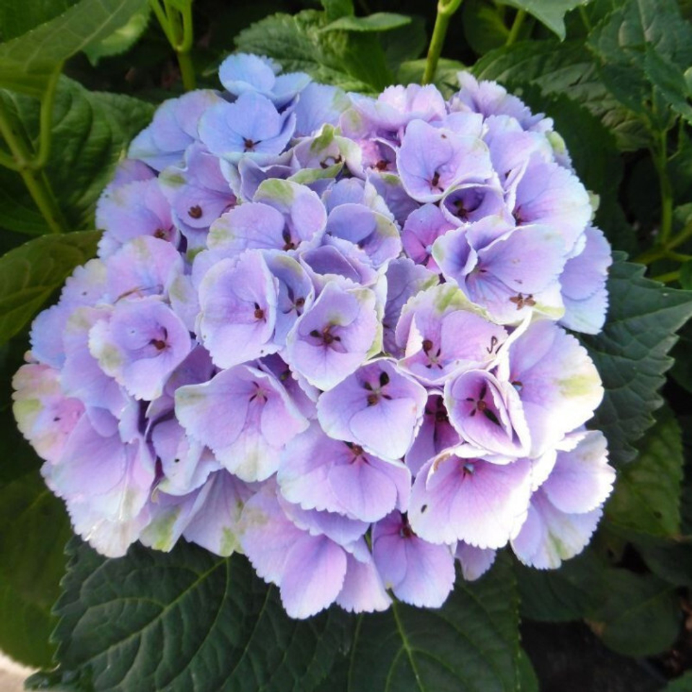 Мэджикал Опал блю (Magical Opal Blue) р14 Европа весна 2026 г.