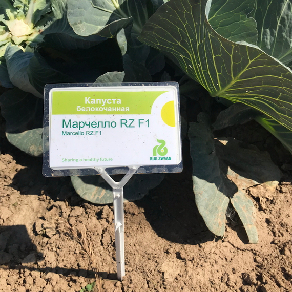 Марчелло F1 семена капусты белокочанной – фото 8