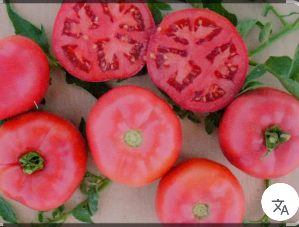 Томат розовый Пинк Стоун F1 - Pink Stone F1 1000 семян