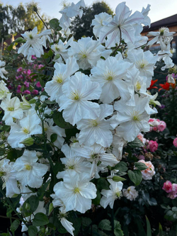 Клематис гибридный Сноу Сторм Закупка М33 апрель 2026