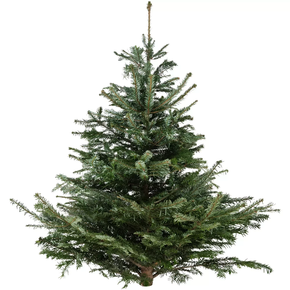 Пихта новогодняя Норманда срезанная