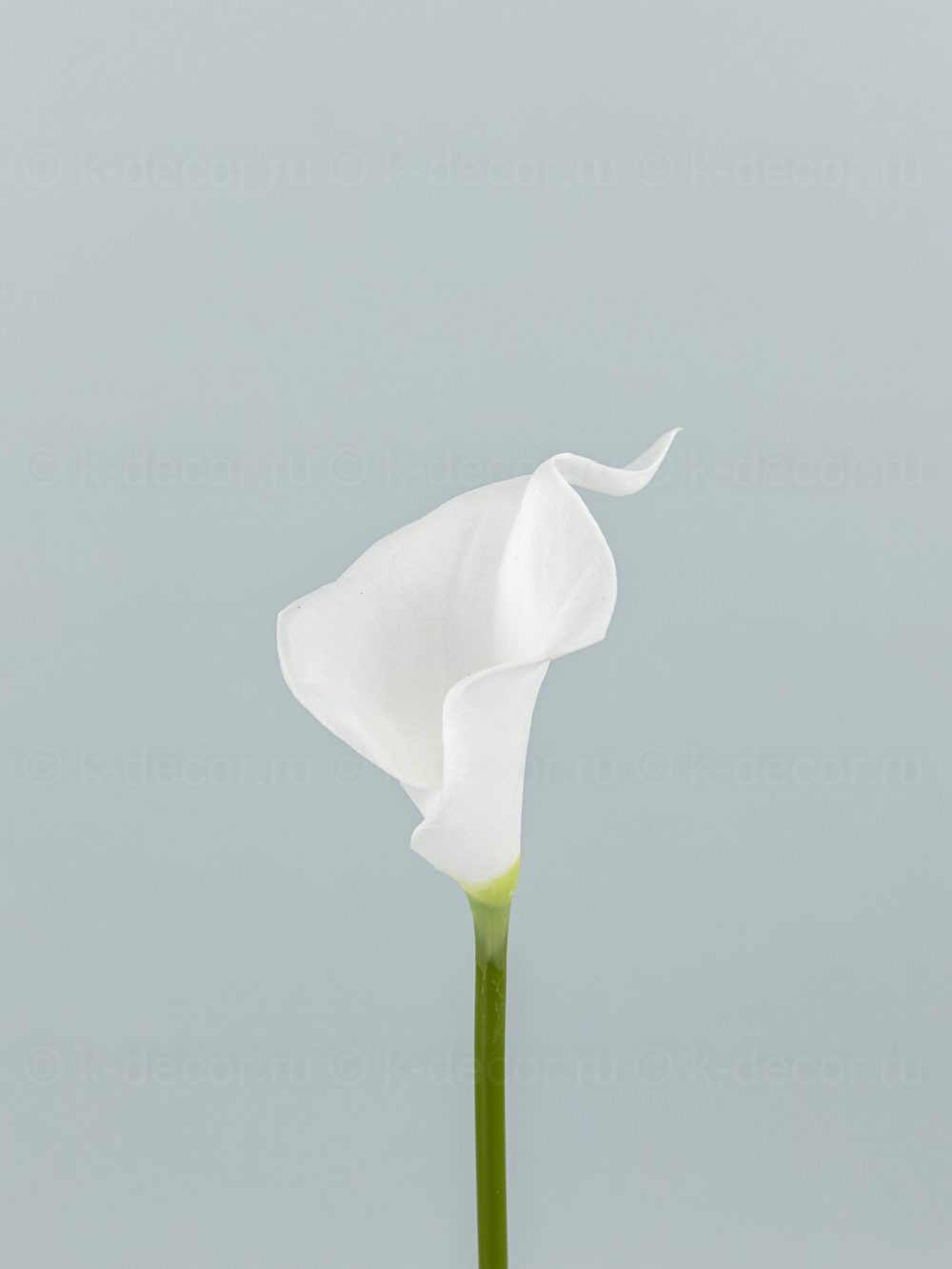 Каллы латекс