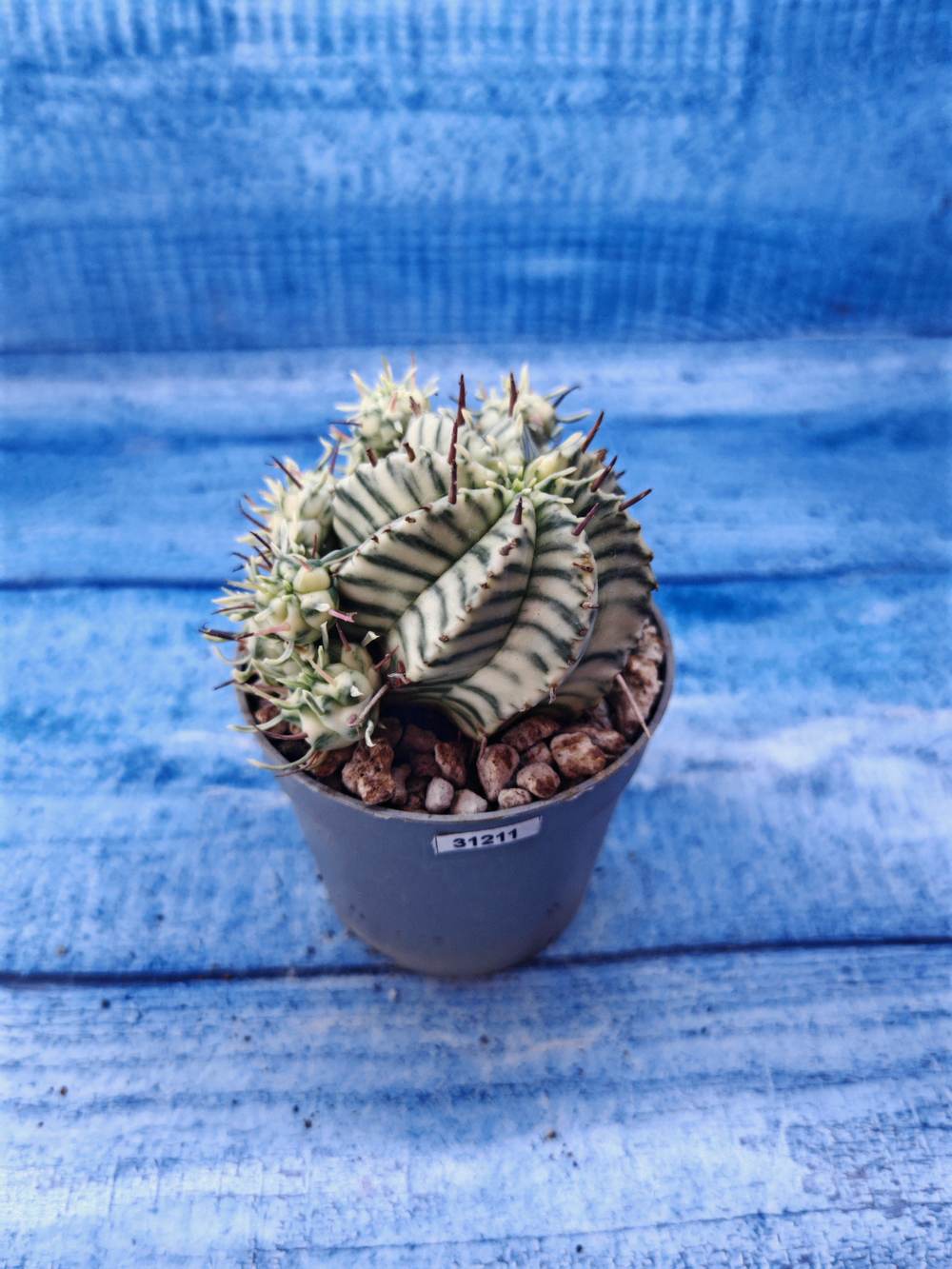 Euphorbia meloformis f. Variegated (Эуфорбия вариегатная)