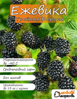 Ежевика саженец Тройная Корона