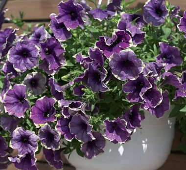 32478 Петуния BONNIE BLUEBERRY SKY (ВЕСНА 2025)