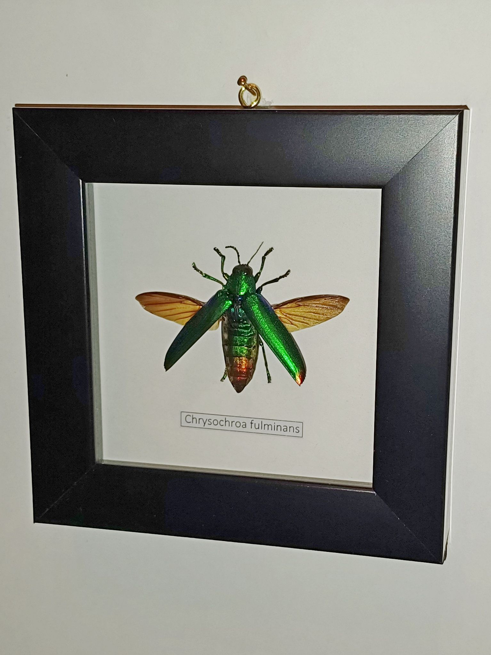 Жук Златка Chrysochroa fulminans в рамке