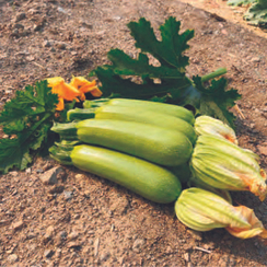 Балхаш F1 семена кабачка (Sakata / Саката)