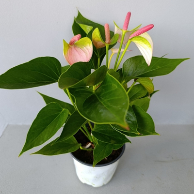 Антуриум "Элегант Леди"