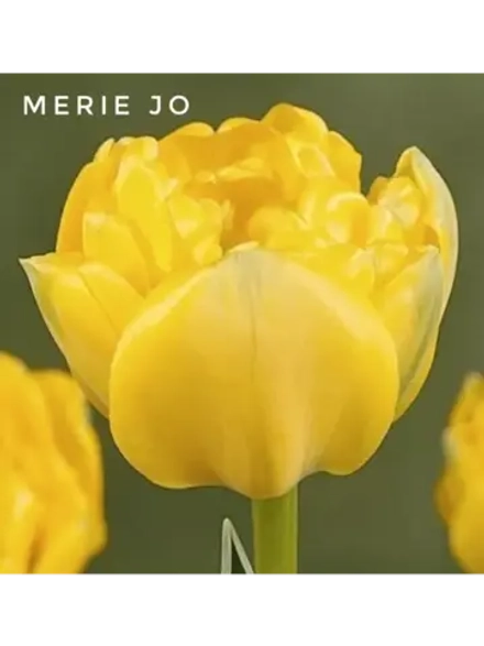 Тюльпаны пионовидные ,луковицы сорт Marie Jo (4 штуки)