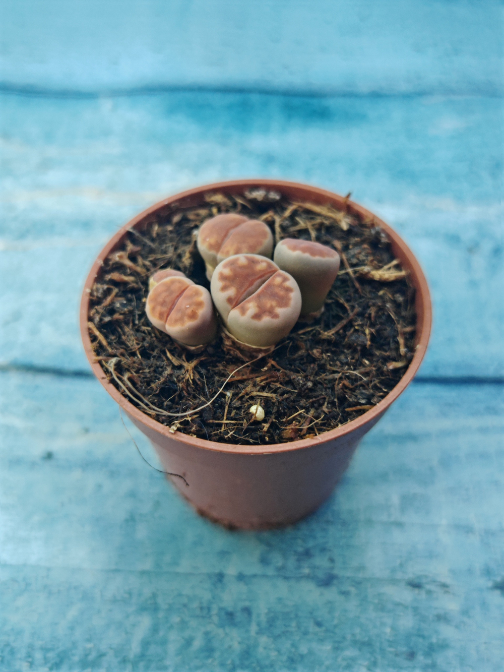 Lithops sp. (Литопсы)