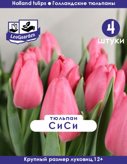 Тюльпан Луковица, Сиси, 4 шт