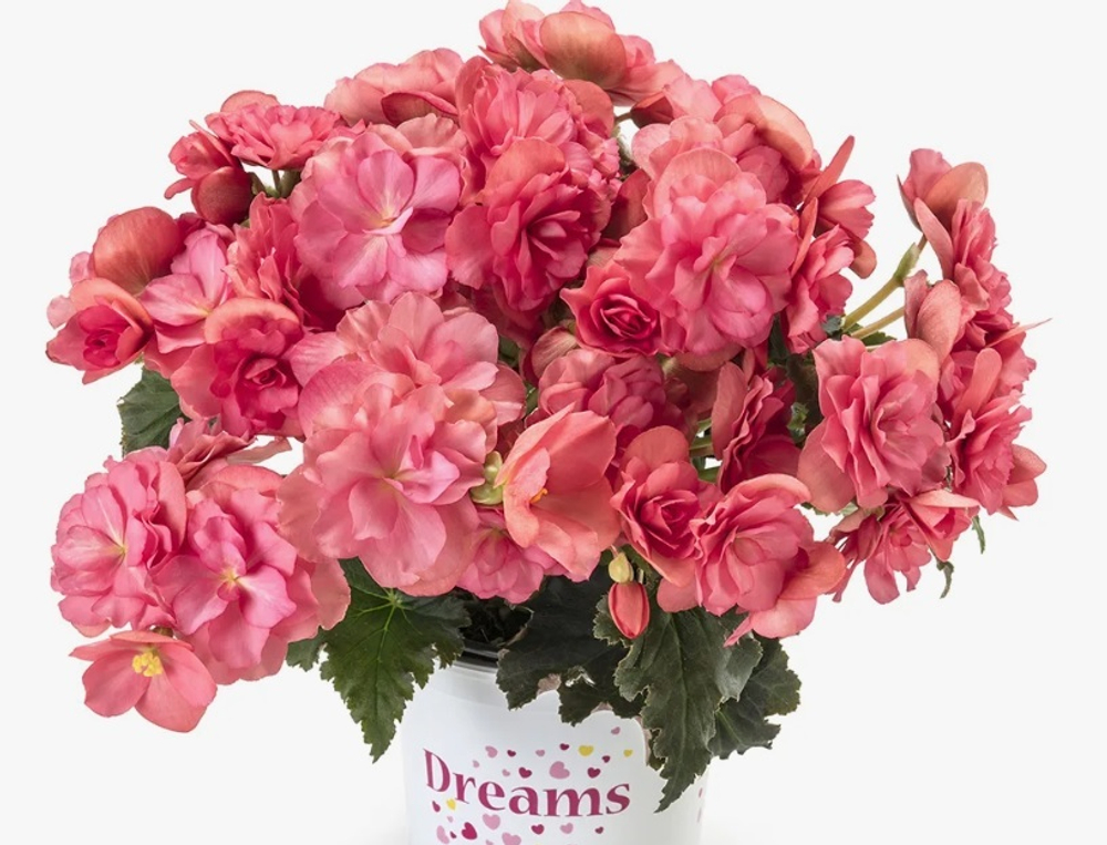 ЕВРО Бегония Elatior Begonia Chloe Coral Pink укореннный черенок ОКС ФЕВРАЛЬ