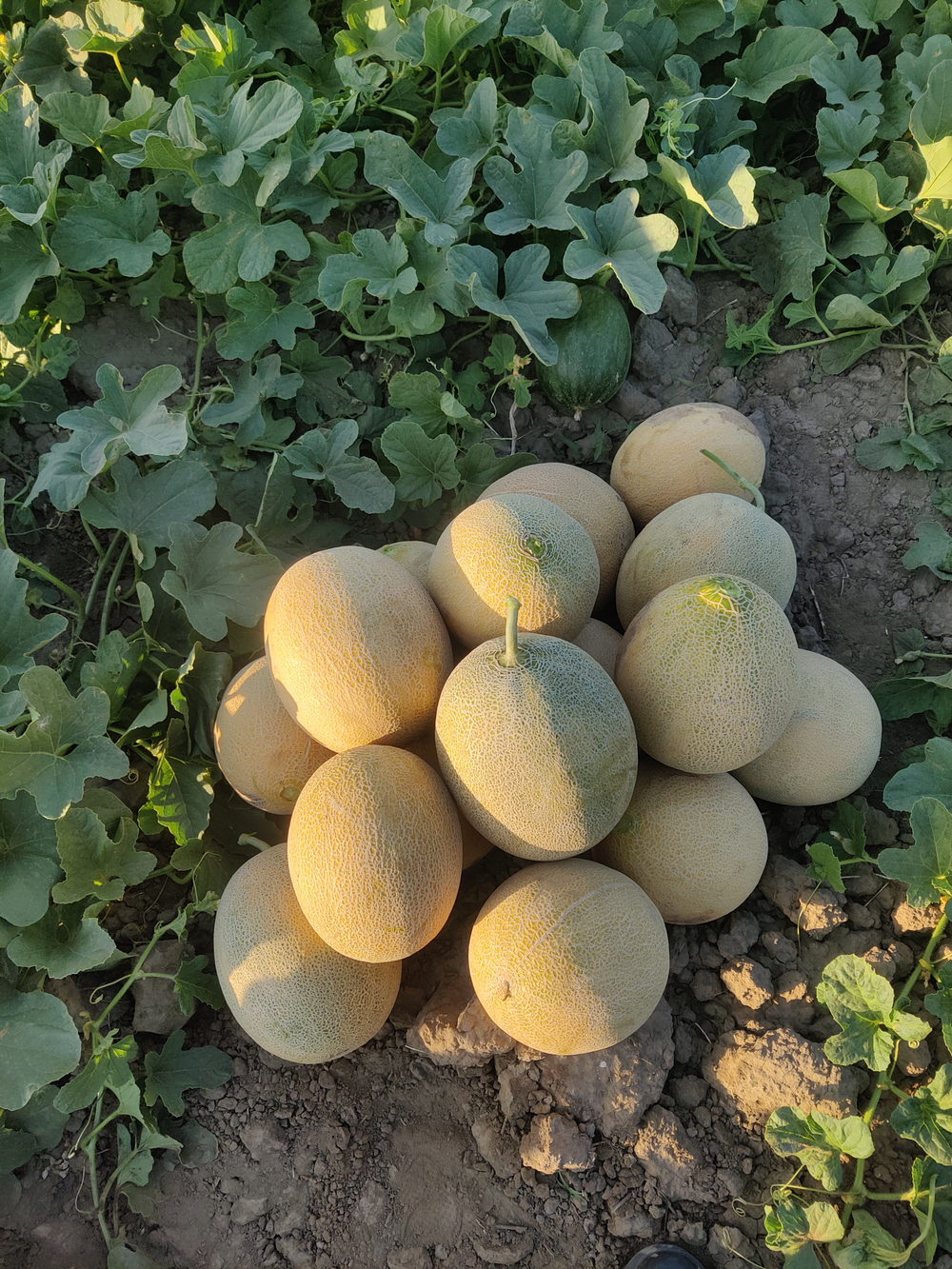 Радмила F1 семена дыни ( Yuksel Tohum / )