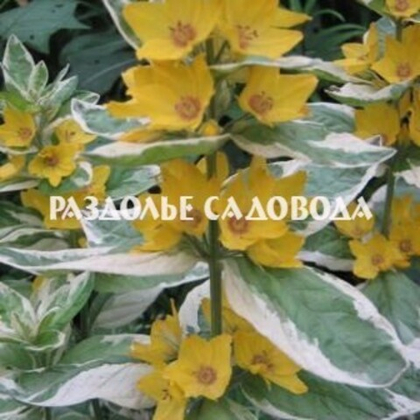 Вербейник точечный Александр (горшок 1л)