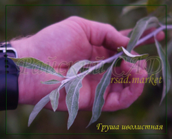Груша декоративная иволистная ( серебристая) плакучая