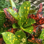 Кротон MEMANIK