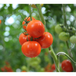 Самурай семена томата индетерминантного (Гавриш)