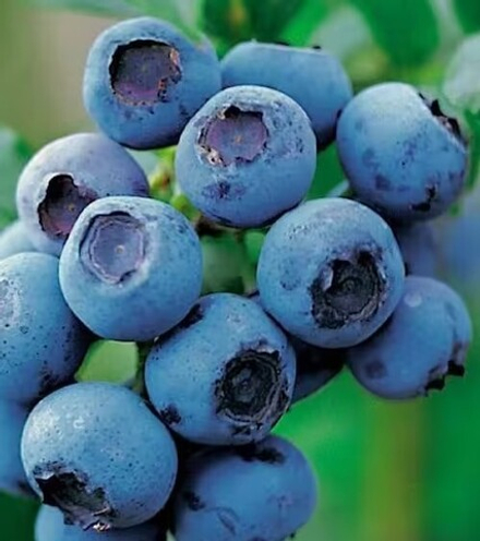 ХУРОН (Huron) голубика р9 1 год