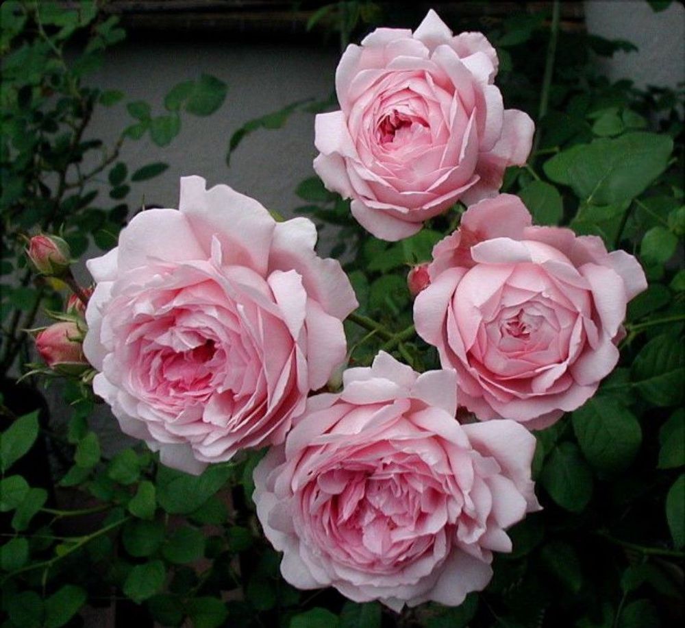 Уайф Оф Баф (Wife of Bath)