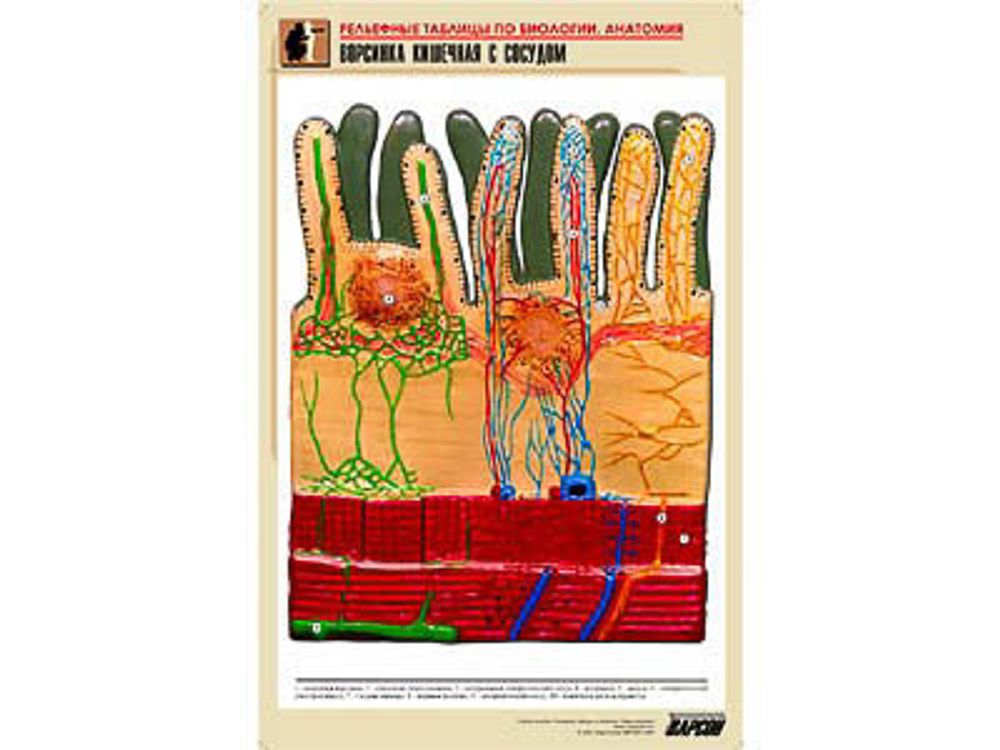 Рельефная таблица &amp;#34;Ворсинка кишечная с сосудом&amp;#34; (формат А1, матовое ламинир.)