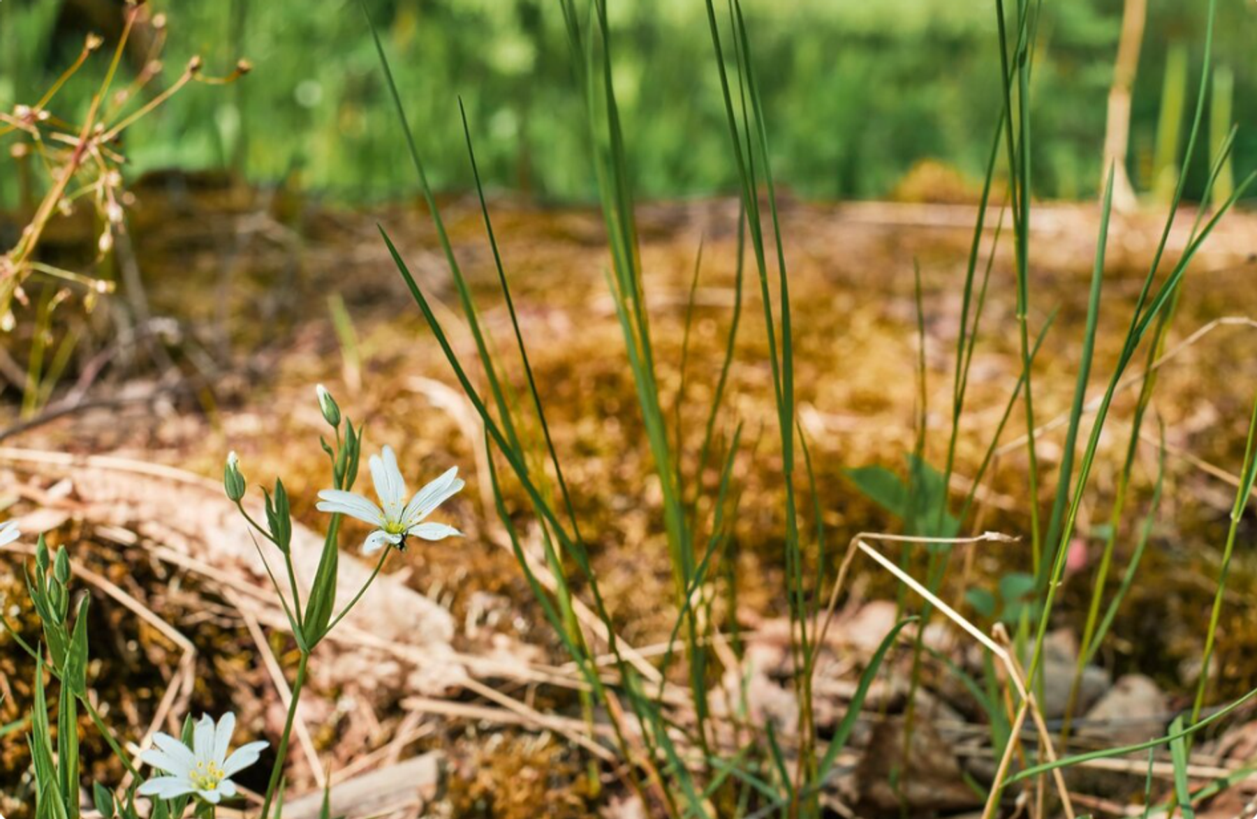 Весенний паводок и защита участка: организация ливневой канализации и дренажа