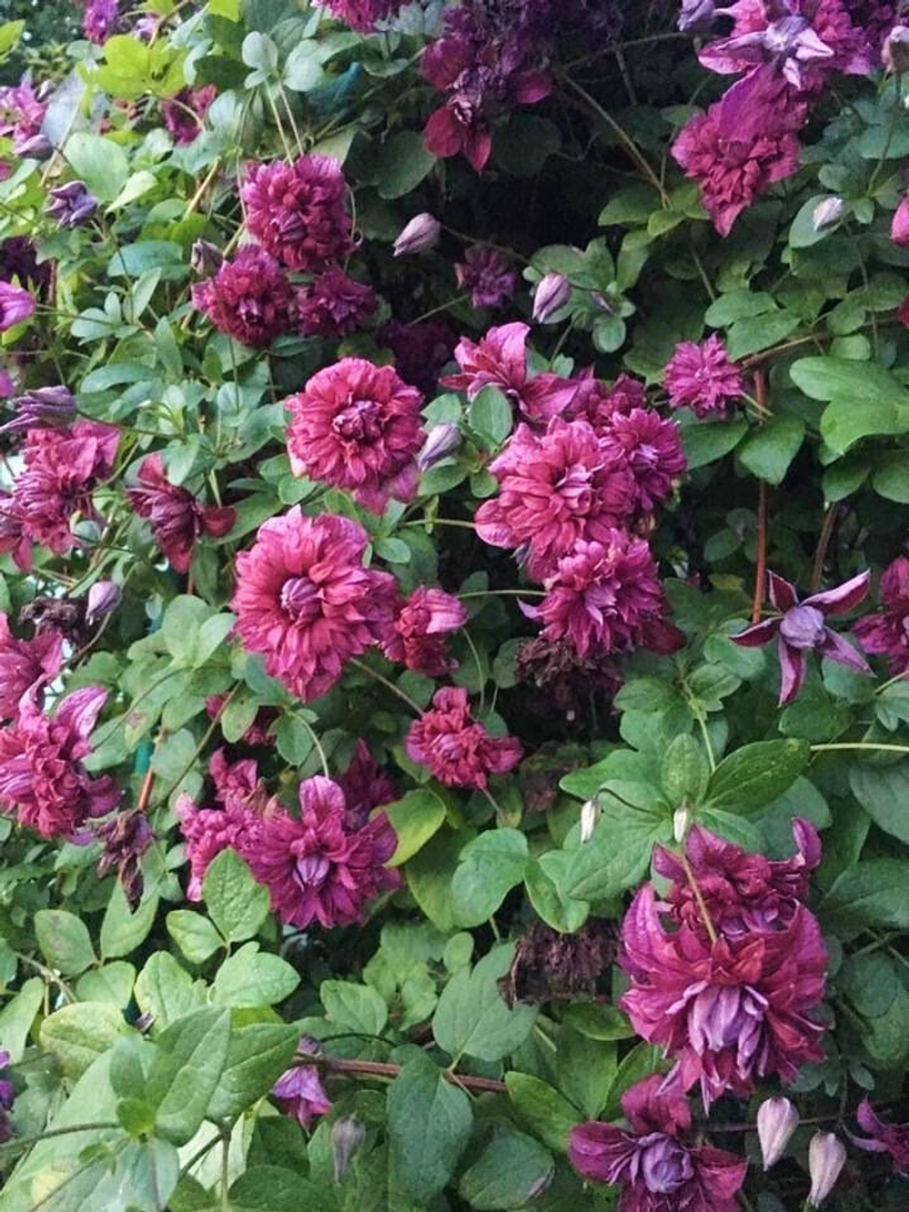 Клематис фиолетовый Пурпуреа Плена Элеганс Закупка М33 апрель 2026