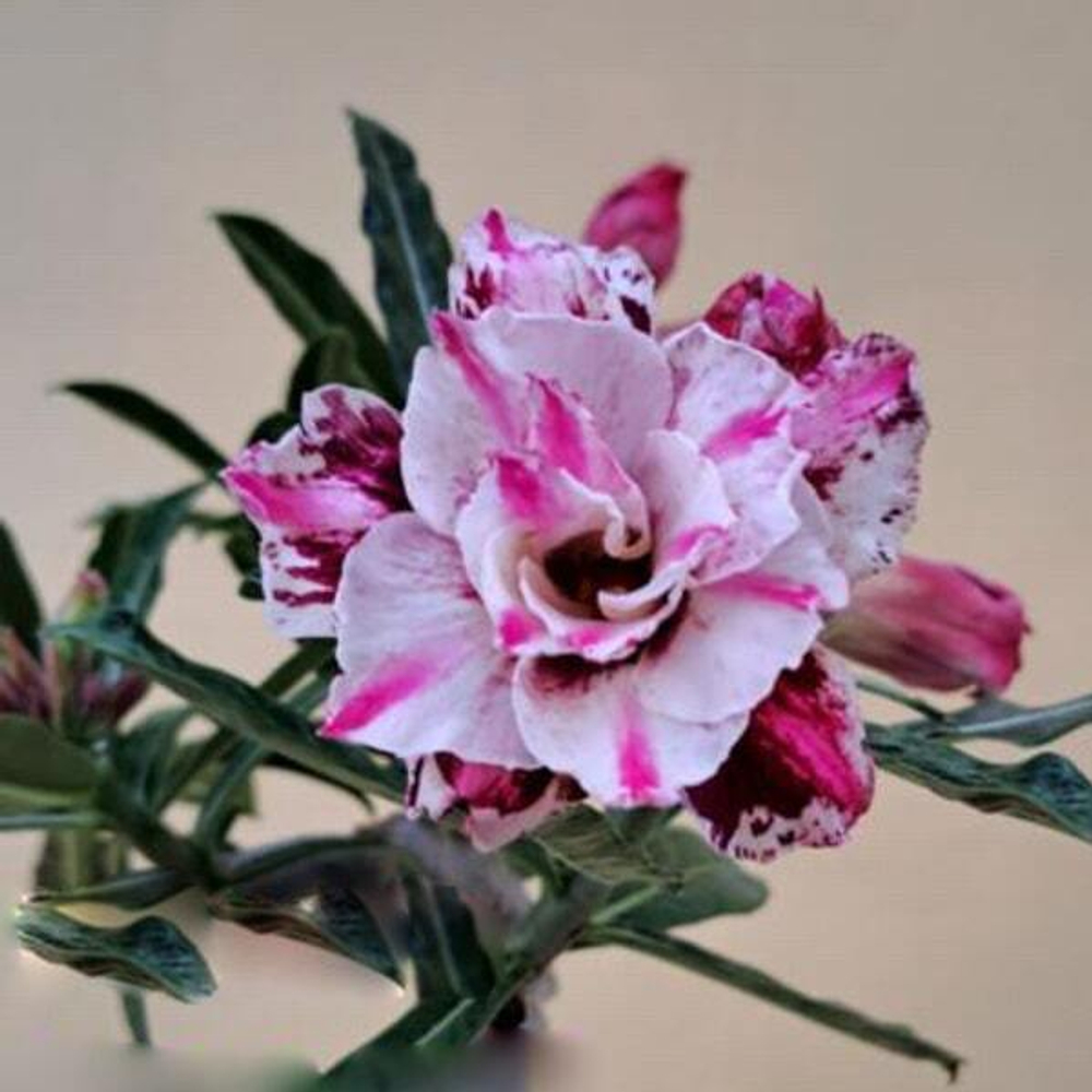 Адениум FYNEEN