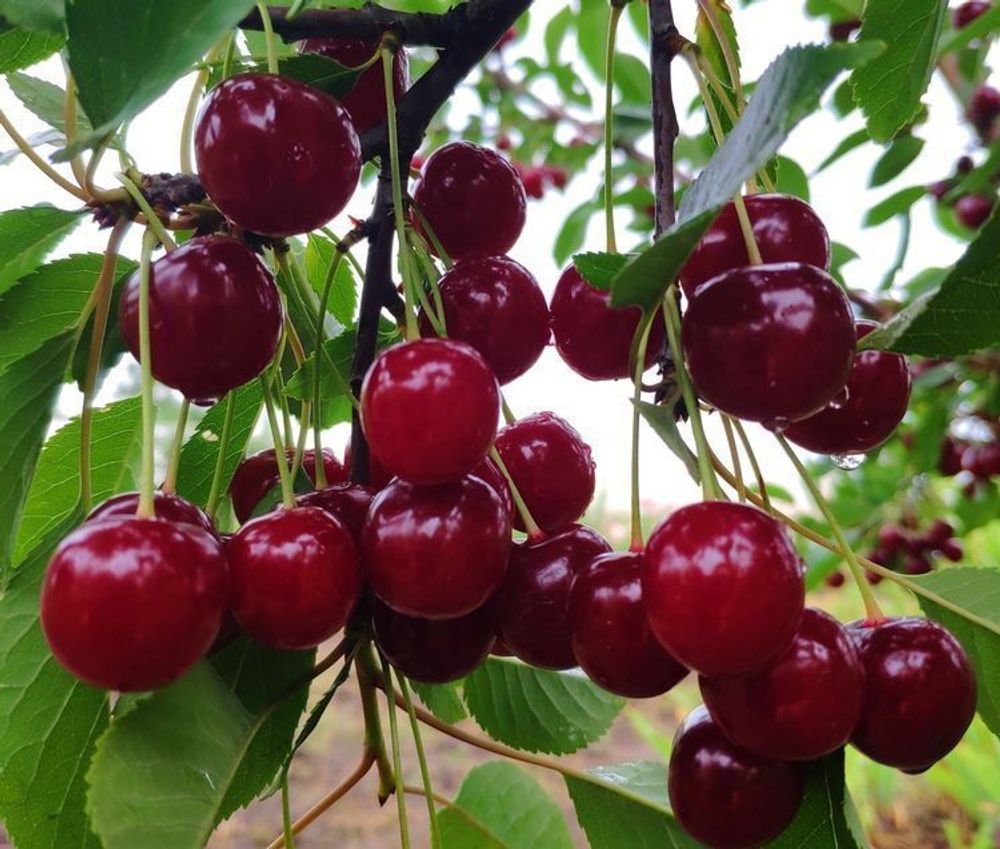 Вишня Молодёжная С5 Закупка М69 июнь 2026