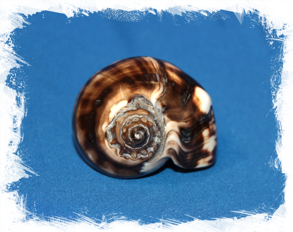 Мелонгена патула полированная