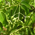 Коричник Лоурейра – Cinamomum loureiroi