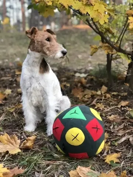 Игрушка для собак Мяч для собак Игровой коврик для собак