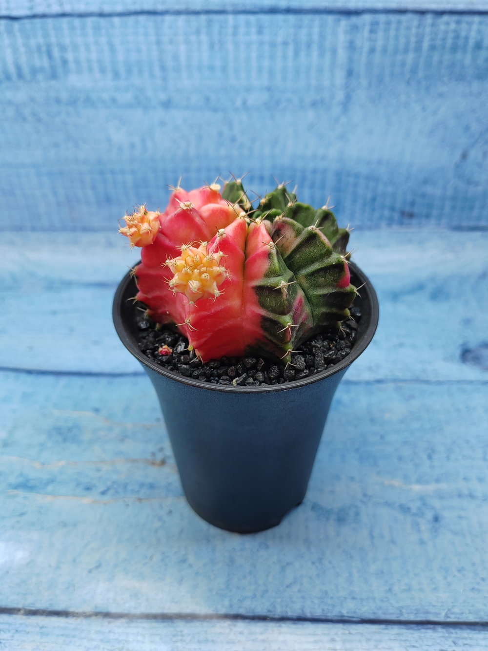 Gymnocalycium Variegata (Гимнокалициум Вариегатный)
