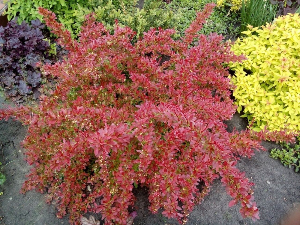 Барбарис Тунберга Оранж Дрим С3 Закупка М60 июнь 2026