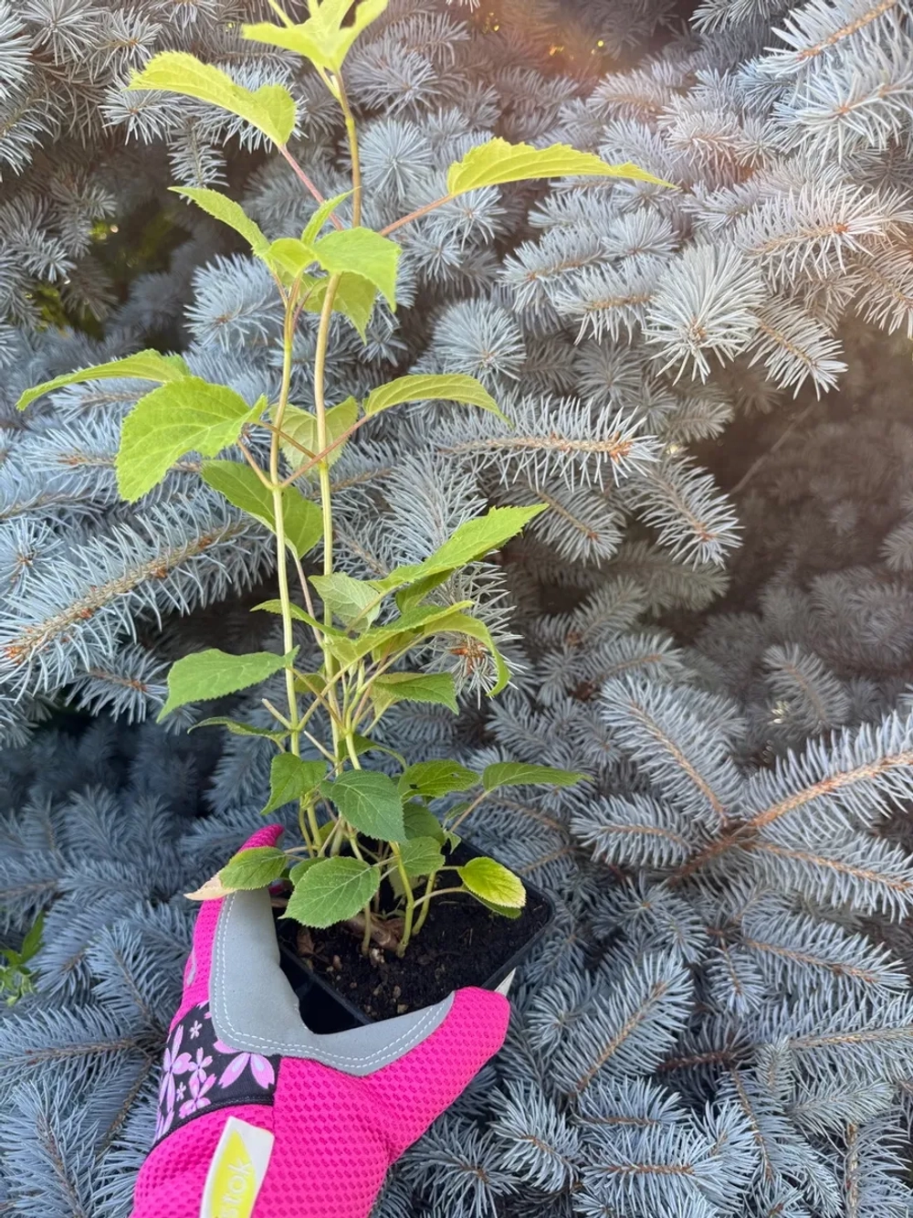 Гортензия древовидная "КЭНДИБЕЛЛ МАРШМЕЛЛОУ"