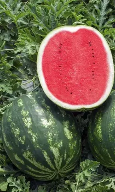 Арбуз Сверхранний 10шт УрДачник