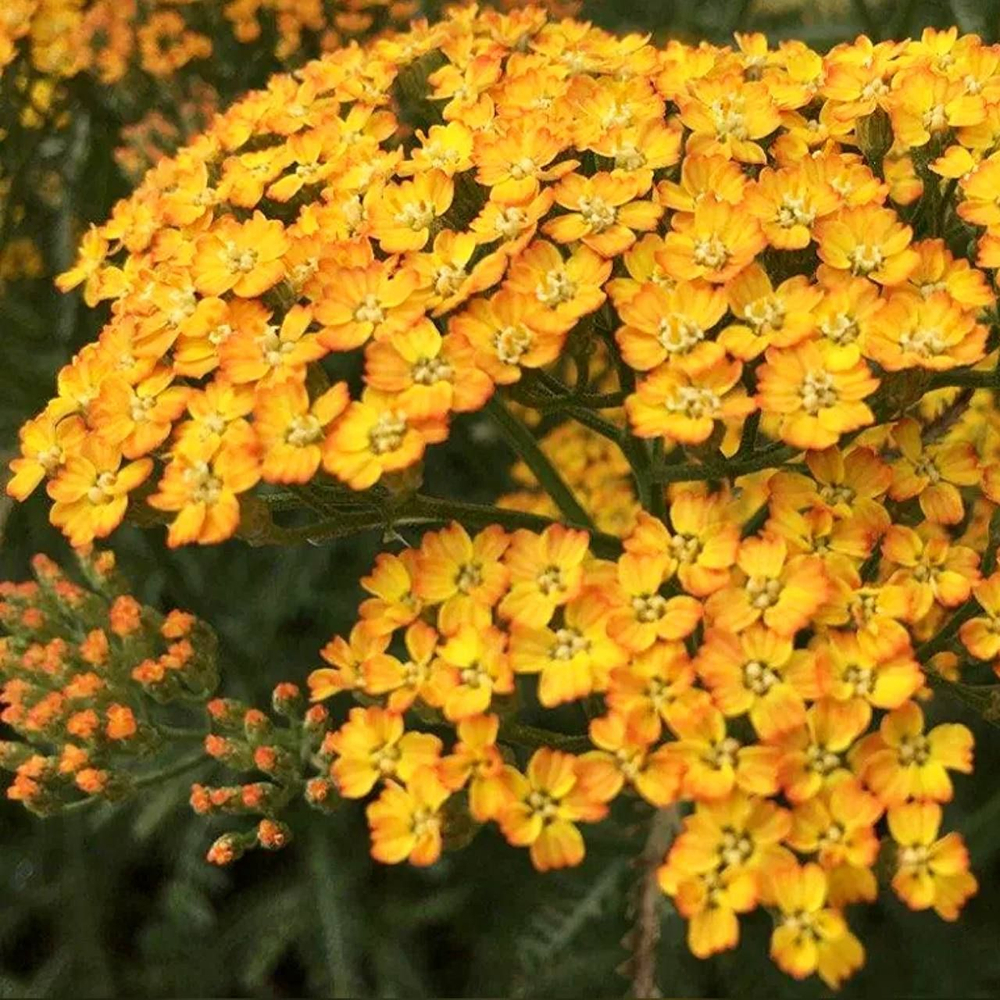 Тысячелистник обыкновенный Инка Голд С2